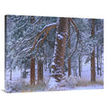 Ponderosa Pine Trees After Fresh Snowfall, Rocky Mountain National Park, Colorado Art Print - Tim Fitzharris. 30 x 40 in