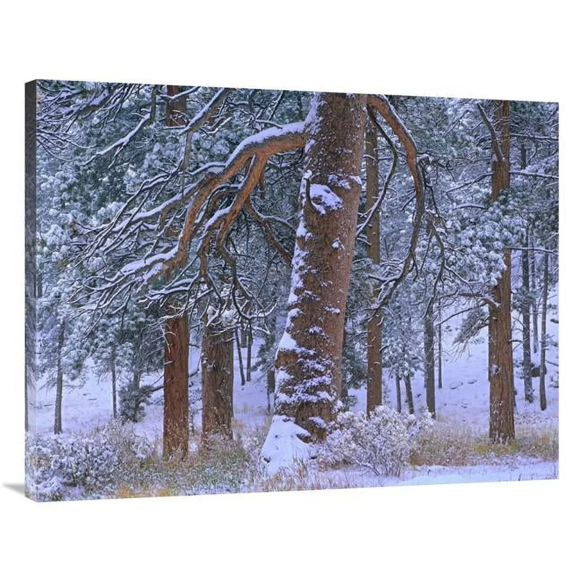 Ponderosa Pine Trees After Fresh Snowfall, Rocky Mountain National Park, Colorado Art Print - Tim Fitzharris. 30 x 40 in